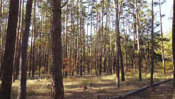Autumn Forest Landscape with Trees By Day alt