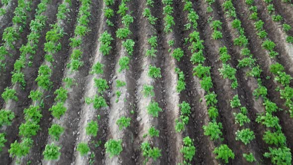 Rows of Potatoes Potatoes are Growing