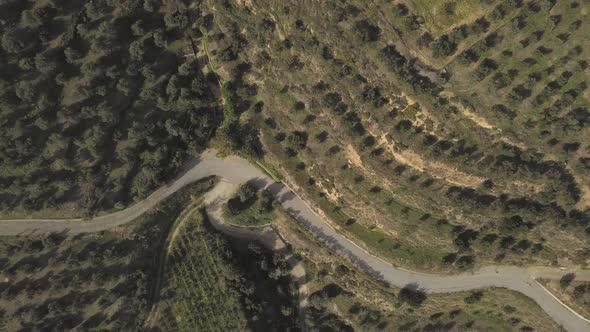 A Winding Road Passes Through a Valley of Olive Groves