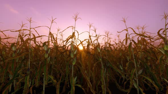 Yellow Corn On Stalks For Harvest In Sunset