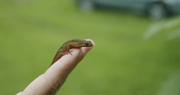 A Female Hands Holds a Lizard in His Hand, the Lizard Looks Into the Camera Close Up alt