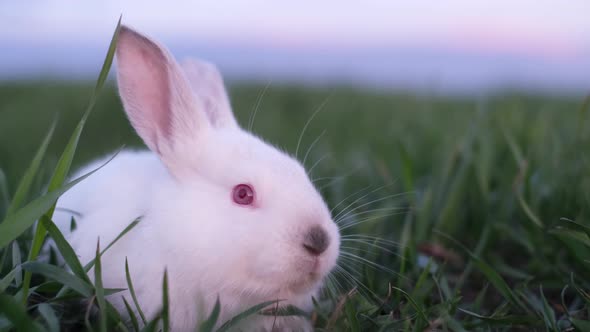 Beautiful Rabbit in Tall Green Grass White Little Rabbit Looking Into the Camera alt