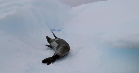 SLO MS Crabeater Seal (Lobodon carcinophaga) lying on snow at Torgersen Island / Antarctic Peninsula