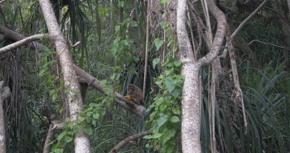 Toque Macaque (Macaca Sinica) in Sri Lanka