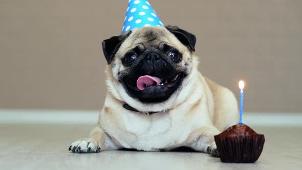 pug dog birthday cake