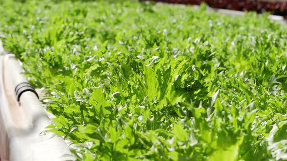 Hydroponic Vegetable alt