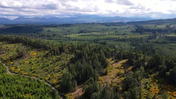 Big patches of logged forest within untouched old-growth near Nanaimo, BC. Aerial footage of flight alt