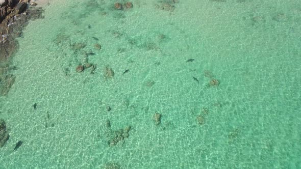 Reef Sharks in Shallow Ocean Water