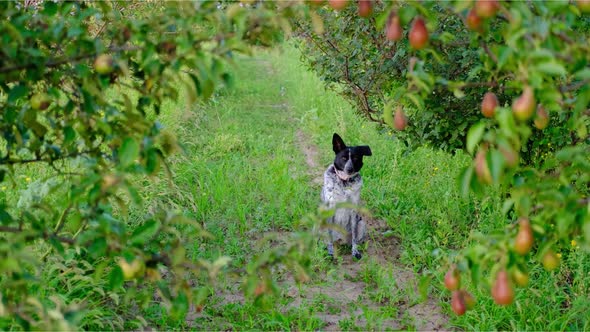 The Black and White Dog Sitting and Running in the Middle of Bunches of Pears and Apples in the alt