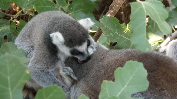 Two Lemurs Licking and Cleaning the Fur of Each Other in a Big Tree in Summer