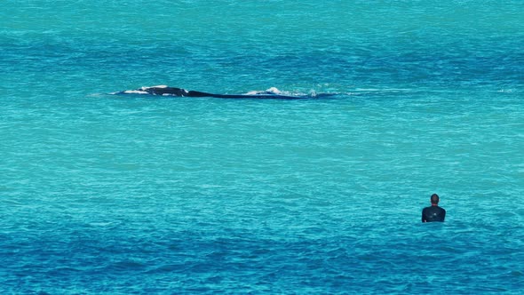 Surfer Watches the Bowhead Whale Balaena Mysticetus Swimming on the Shallow Area alt