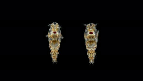 Sea Lice Under the Microscope, Larvae Are Members of the Copepoda Family, Siphonostomatoida alt