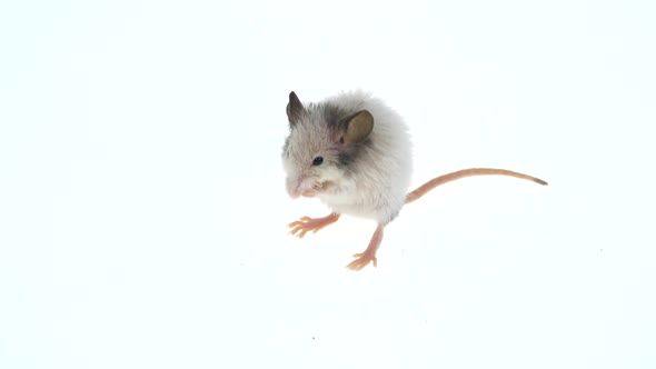 Decorative Mouse Washing Up Isolated on a White Background in Studio alt