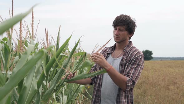 An agronomist in a corn field inspects the corn crop. Agriculture. alt