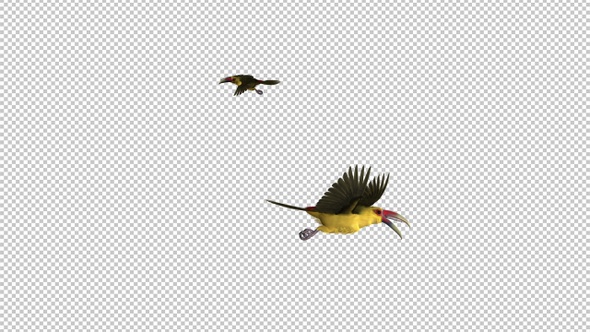 Toucan Birds - III - Saffron Aracari - Pair Flying Loop - Screen Circle