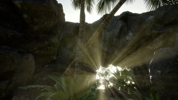 Big Palms in Stone Cave with Rays of Sunlight alt
