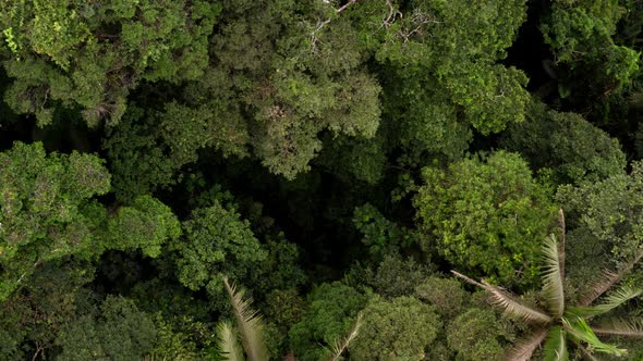 Aerial top view of a tropical forest canopy moving towards the forest floor alt