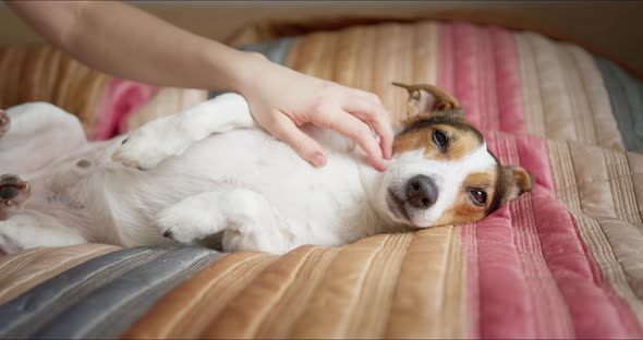 Owner Strokes Her Dog Who is Resting on the Bed alt