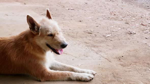 Close up of sleepy brown dog yawning being lazy. Slow motion. alt