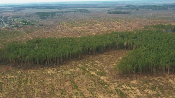 Aerial View Of Green Forest Landscape With Afforestation Zone