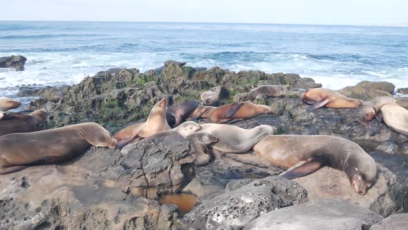Wild Seals Rookery Sea Lions Resting on Rocky Ocean Beach California Wildlife