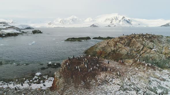 Gentoo Penguin Colony Standing on Rock Hill Aerial