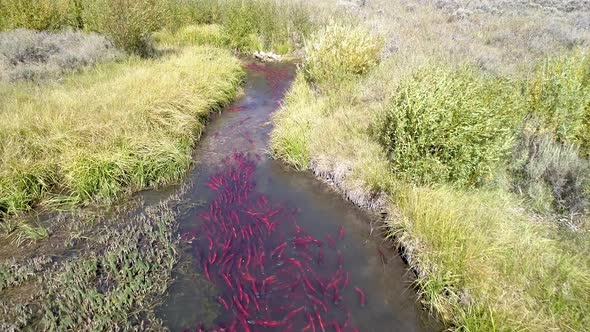 Aerial view of salmon spawning up small river alt