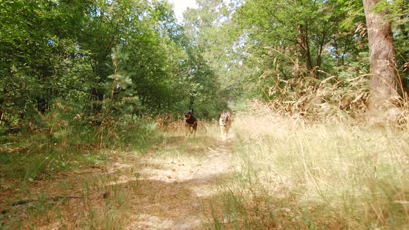 Clip of two dogs running in front of the camera under some trees. alt