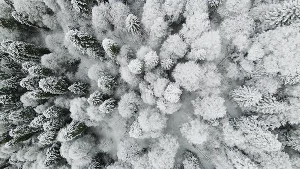 Downwards on a Coniferous Forest Which Was Covered with Snow alt