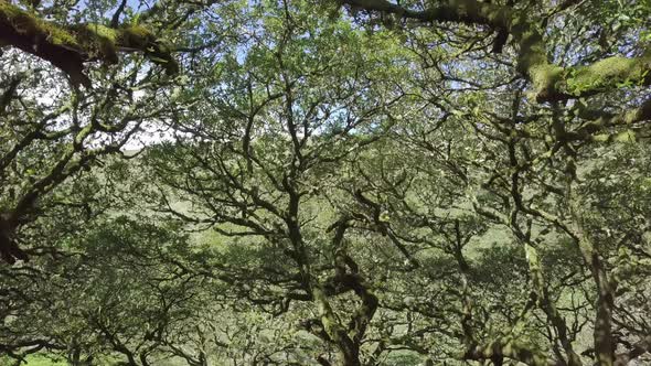 Aerial footage amongst the mossy green ancient trees of wistmans wood, Dartmoor, Devon, England. alt