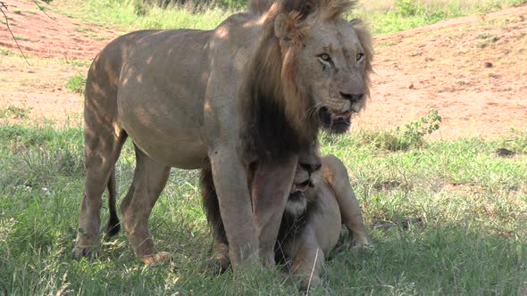Brother lions interacting under tree shade on hot summers day. Gimbal, zoom out alt