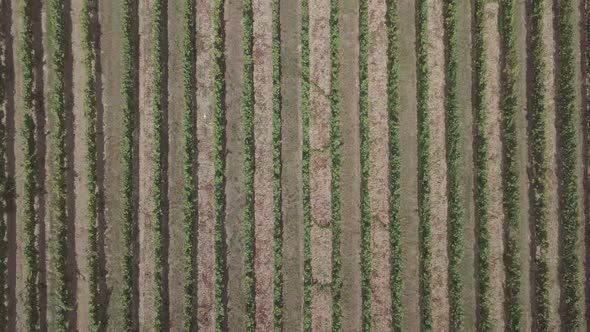 Aerial top down view vineyards rows agricultural field summer landscape nature Texture background