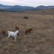 A Herd Of Horses Shot With A Drone In The Wild 4 - VideoHive Item for Sale