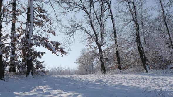 Slow tilt of early morning sun coming through tree branches  4K 2160p 30fps UltraHD footage - Tiltin alt