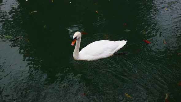 Close up white swan swims and rows in water alt