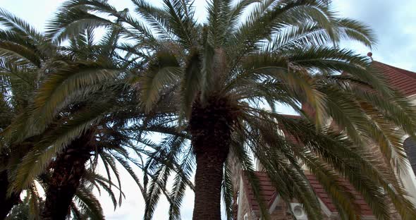 Palm trees near the Christ Church of Windhoek, beautiful view, Namibia, 4k alt