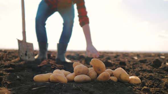 Farmer Digging Up the Potatoes Crop alt