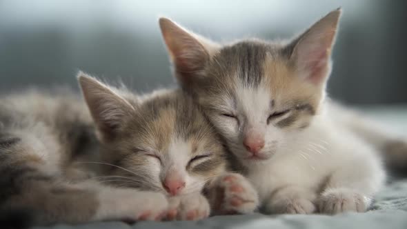 Two Striped Domestic Kittens Sleeping Lying on Light Blanket on Bed
