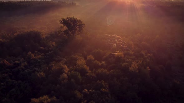 High tree between small ones in morning fog lit by first sun rays