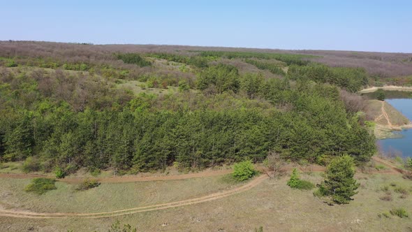 Pine forest on the shore of the reservoir. Aerial view. Spring day
