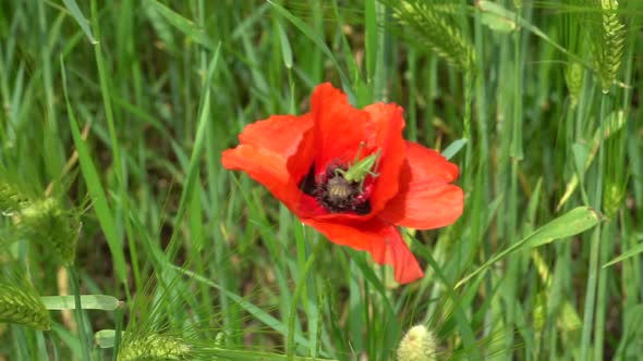 Green Grasshopper resting in waving red flower during windy day in wilderness,close up alt
