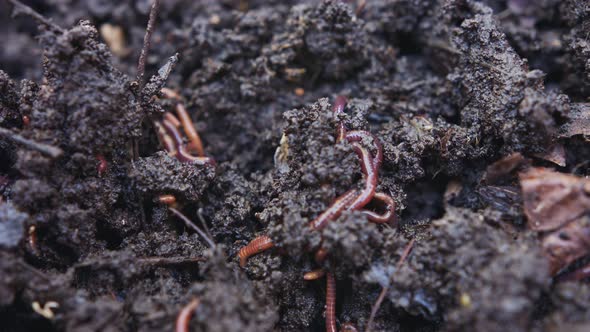 Close up of red worms inside fertile organic garden soil