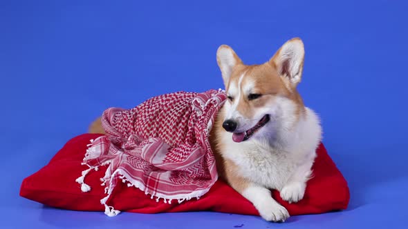 An Adorable Welsh Corgi Pembroke Dog Lies on a Red Pillow Covered with a Blanket alt
