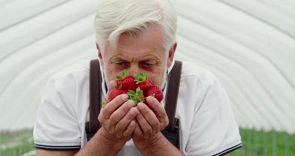 Close Up of Smiling Senior Man Breathing Smell Ripe Red Strawberries in Hands From Ground in Large alt