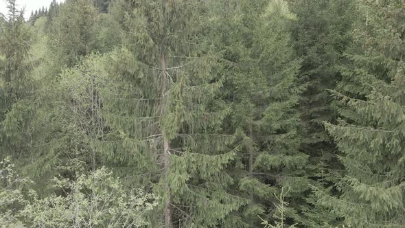 Ukraine, Carpathians: Forest Landscape. Aerial View. Flat, Gray alt