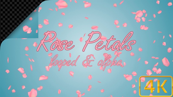 Pink Rose Petals For Valentines Day