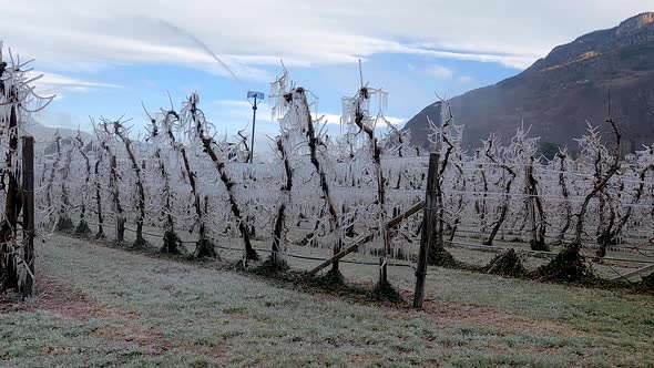 Low down wide shot of frozen apple tree farm crop being irrigated in South Tyrol, Italy alt