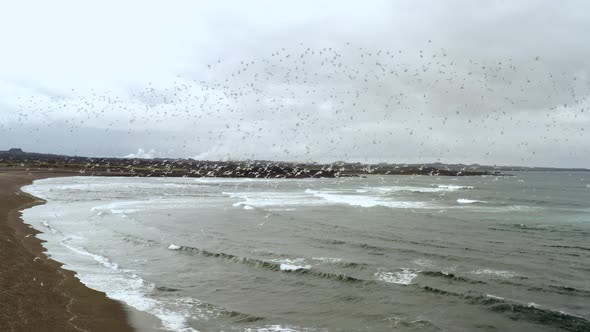 Flock Of Birds Flying By The Coast Of Reykjanes Black Sand Beach In Iceland - Aerial shot alt