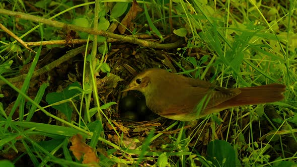 Bird Incubates Eggs in the Nest alt