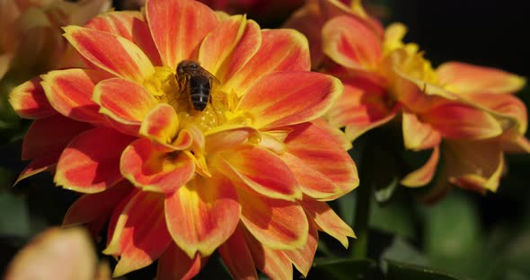 dallhia is a flower native to Mexico and Central America. alt